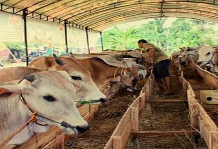 NTT Pasok 18.850 Ekor Sapi Ke DKI